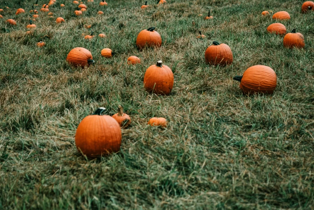 Pumpkin Picking