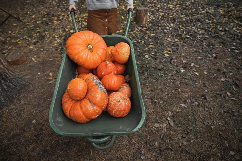 Pumpkin Picking