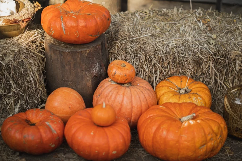 Pumpkin Picking