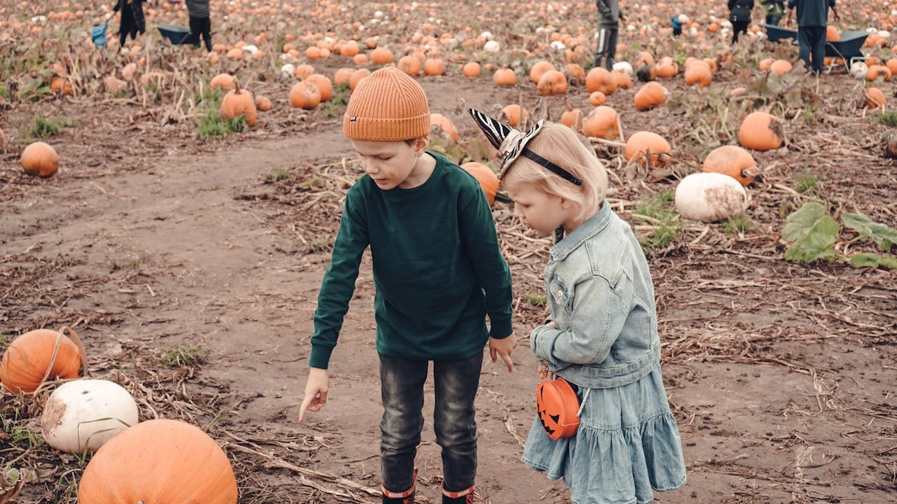 Pumpkin Picking