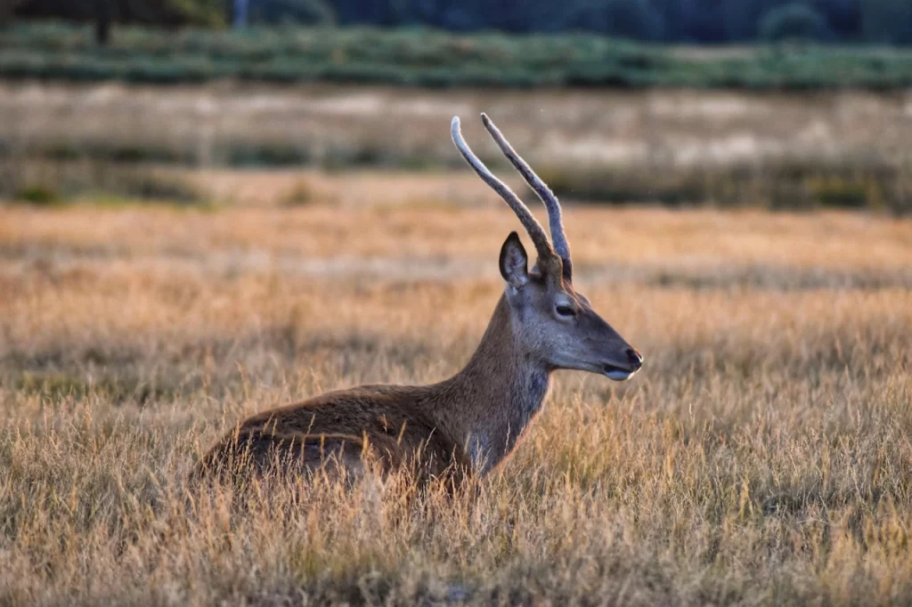 Richmond Park 